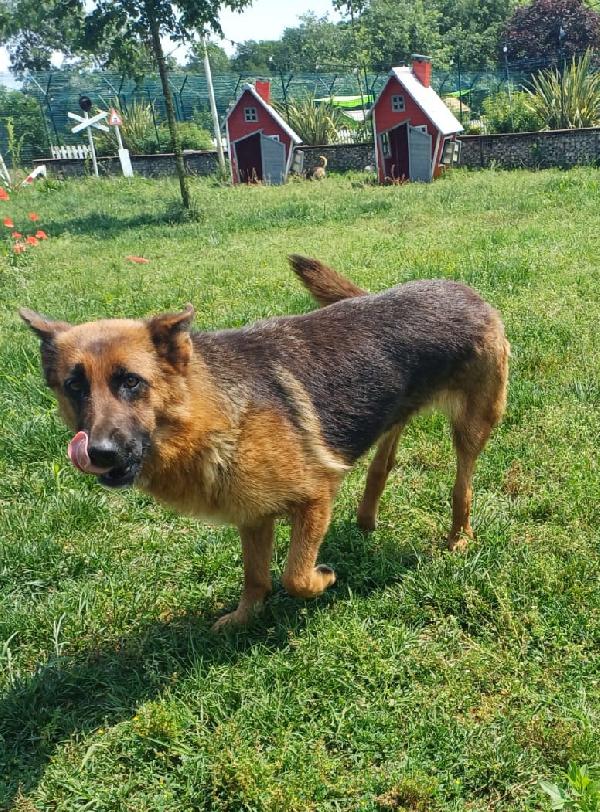 Noemi, pastore tedesco disabile; adozione del cuore Foto 8